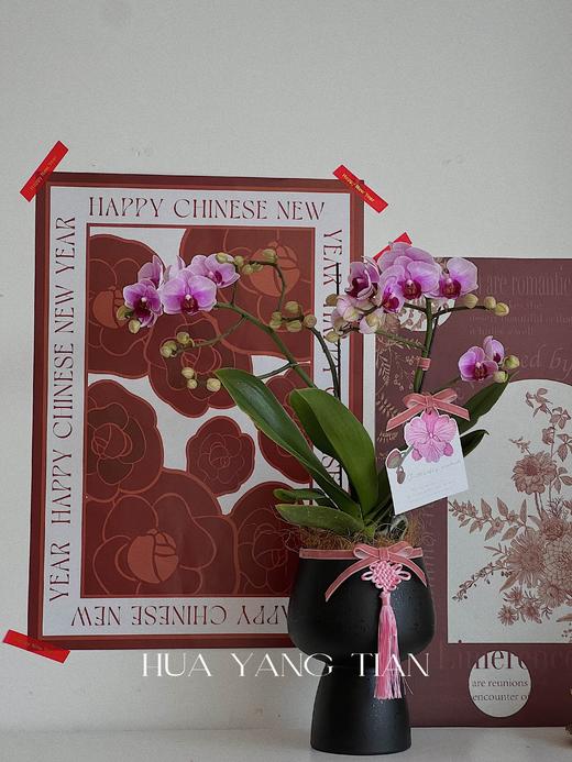 蝴蝶兰-精品宝贝（含花盆） 商品图2