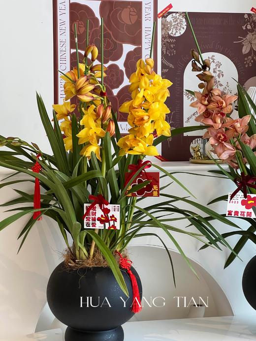 耀目惠兰 · 年宵盆栽（含花瓶） 商品图2