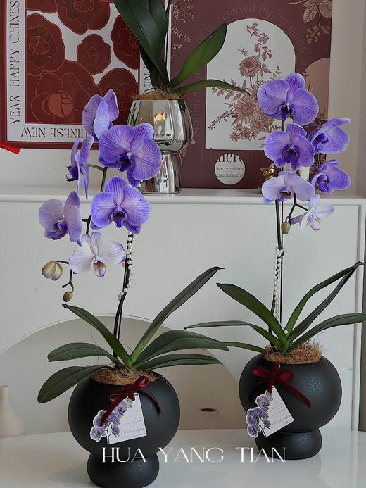 吸色蝴蝶兰 -普罗旺斯盆栽（含花盆） 商品图3
