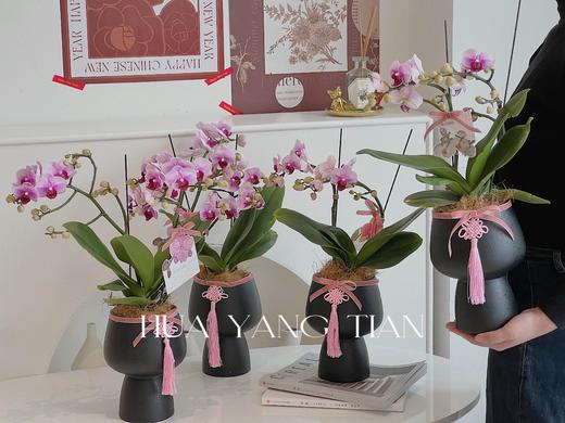 蝴蝶兰-精品宝贝（含花盆） 商品图1