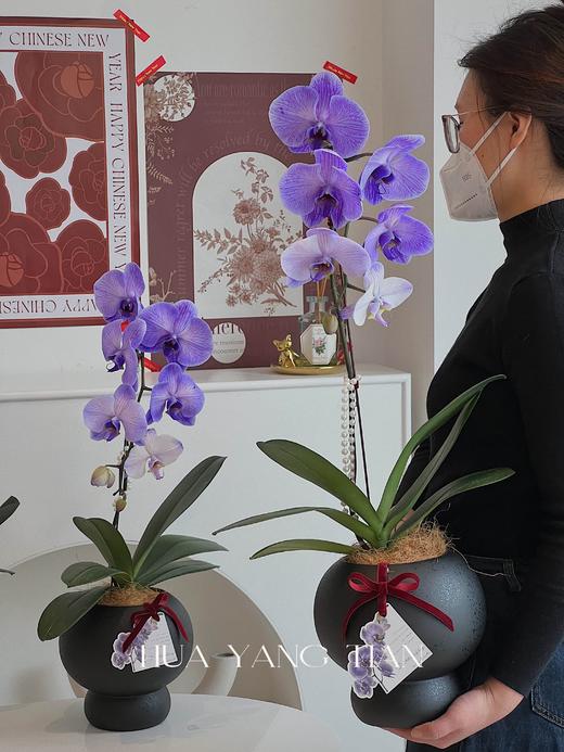 吸色蝴蝶兰 -普罗旺斯盆栽（含花盆） 商品图1
