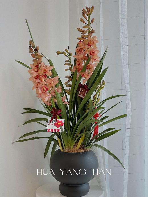 耀目惠兰 · 年宵盆栽（含花瓶） 商品图6