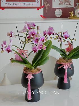 蝴蝶兰-精品宝贝（含花盆）