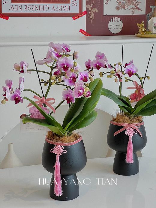 蝴蝶兰-精品宝贝（含花盆） 商品图0