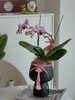 蝴蝶兰-精品宝贝（含花盆） 商品缩略图3
