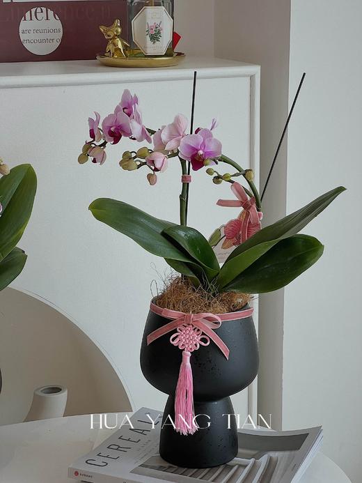 蝴蝶兰-精品宝贝（含花盆） 商品图3