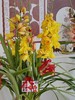 耀目惠兰 · 年宵盆栽（含花瓶） 商品缩略图4