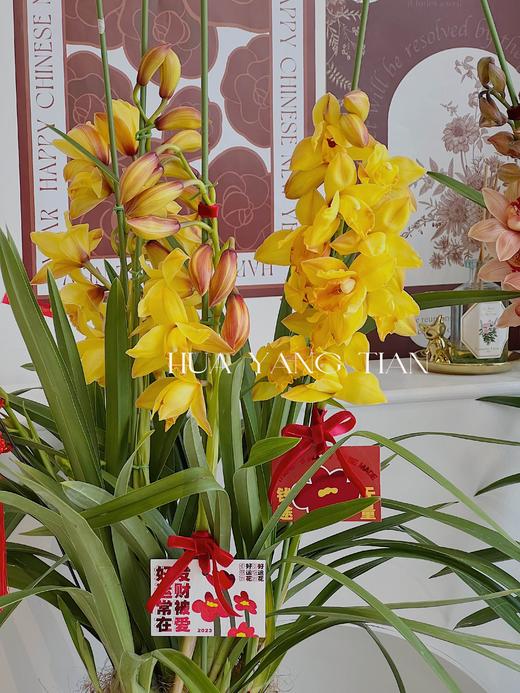 耀目惠兰 · 年宵盆栽（含花瓶） 商品图4