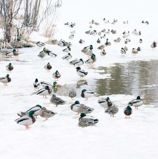 会飞的野鸭！洪湖绿头1年老野鸭 国家专属授权养殖带溯源码 商品图1