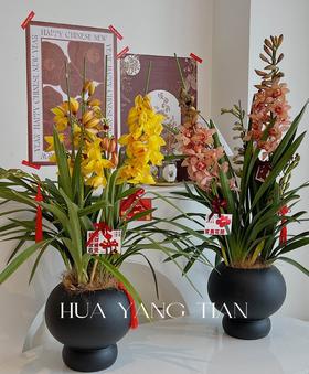 耀目惠兰 · 年宵盆栽（含花瓶）