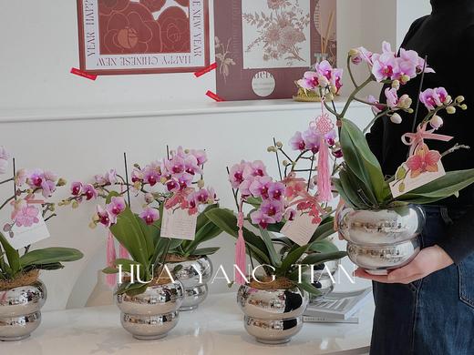 蝴蝶兰-精品宝贝  银色葫芦瓶 商品图1