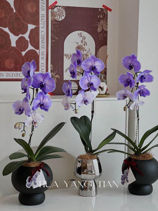 吸色蝴蝶兰 -普罗旺斯盆栽（含花盆） 商品图0