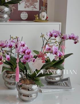 蝴蝶兰-精品宝贝  银色葫芦瓶