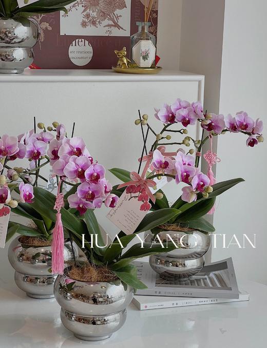 蝴蝶兰-精品宝贝  银色葫芦瓶 商品图0