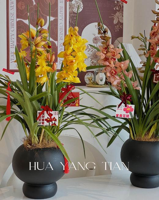 耀目惠兰 · 年宵盆栽（含花瓶） 商品图1