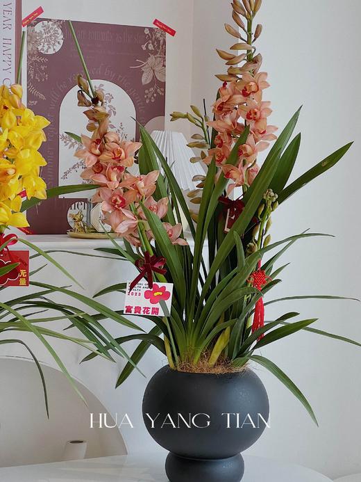 耀目惠兰 · 年宵盆栽（含花瓶） 商品图5