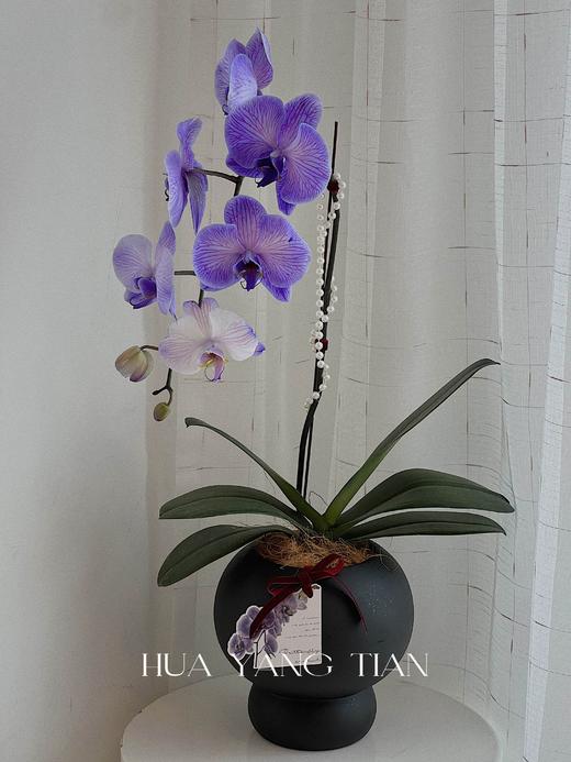 吸色蝴蝶兰 -普罗旺斯盆栽（含花盆） 商品图2