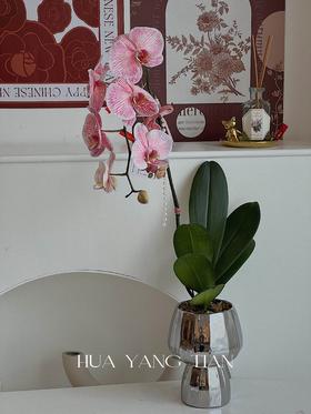  吸色蝴蝶兰 -三文鱼盆栽（含花瓶）