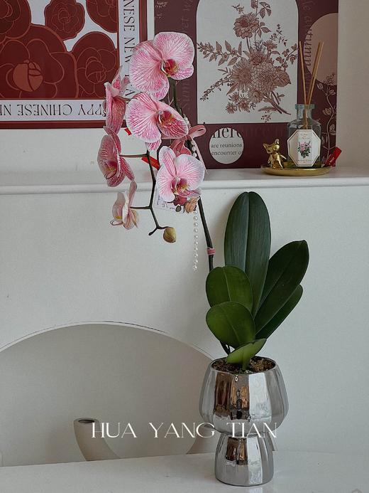  吸色蝴蝶兰 -三文鱼盆栽（含花瓶） 商品图0