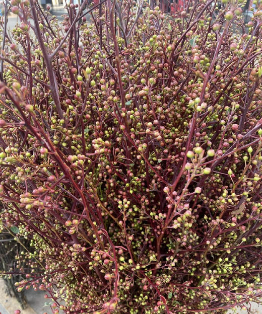 【报答/感恩】灯台  2-3枝/扎 商品图12