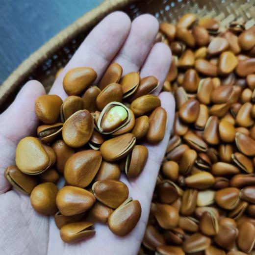 【坚果系列】东北松子、王中王大颗粒、巨无霸虎皮松子，颗粒饱满，开口率高，几乎没有空壳~3A开口松子品质也不错，主打性价比 商品图4