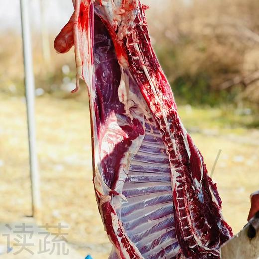 马郢健身羊 一年以上放养 商品图3