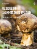 松鲜鲜香格里拉松茸调味料100g/罐*1罐 商品缩略图3