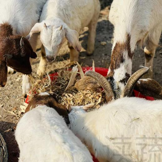 马郢健身羊 一年以上放养 商品图1