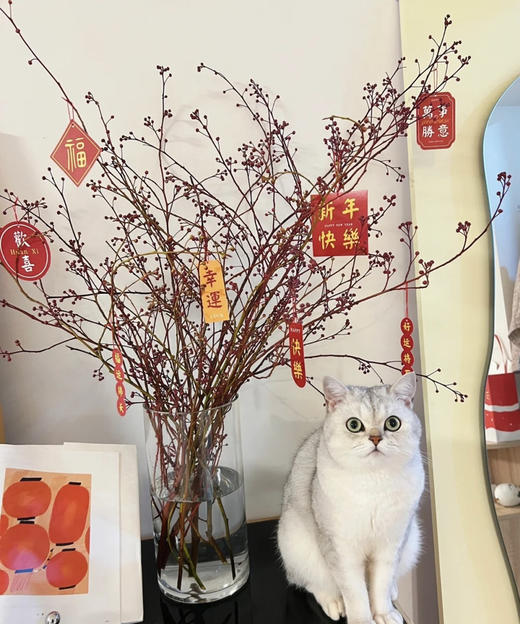 【报答/感恩】灯台  2-3枝/扎 商品图2