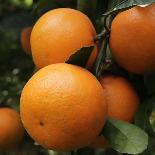 广西无籽沃柑 5斤/8斤/9斤 中果/大果 彩箱/礼盒装【顺丰包邮】 商品图1