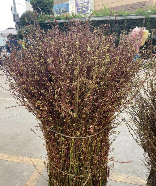 【报答/感恩】灯台  2-3枝/扎 商品图10