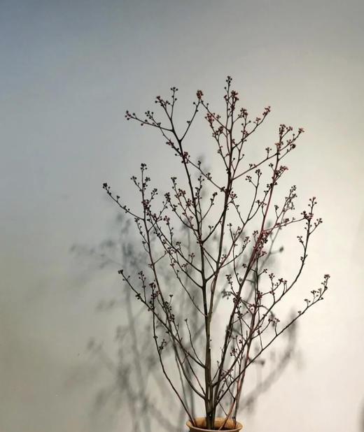 【报答/感恩】灯台  2-3枝/扎 商品图7