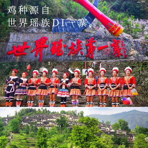 飞来峡岭南瑶山鸡2斤/只  生态散养土鸡 商品图4