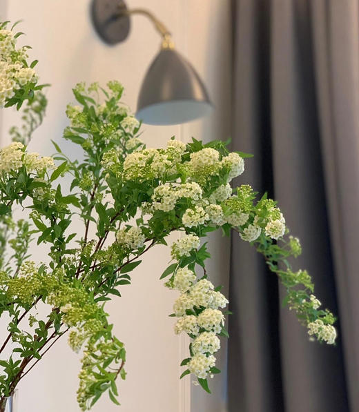 国产花材-【小手球花】 商品图2