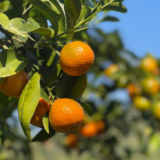 增城砂糖橘 4斤家庭装/精品礼盒装 商品图2