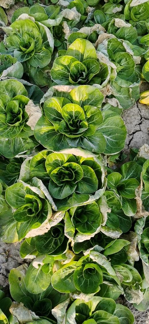 矮脚黄青菜（露天种植，低温轻微冻伤有黄叶） 商品图0