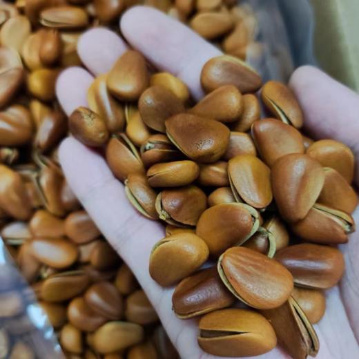 【坚果系列】东北松子、王中王大颗粒、巨无霸虎皮松子，颗粒饱满，开口率高，几乎没有空壳~3A开口松子品质也不错，主打性价比 商品图6