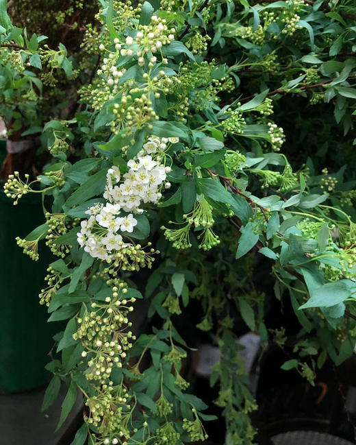 国产花材-【小手球花】 商品图3