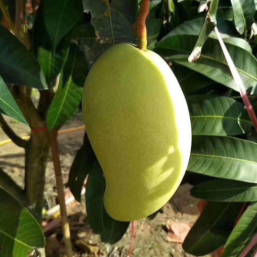 海南精品金煌芒 5斤/8斤礼盒装【京东包邮】 商品图5