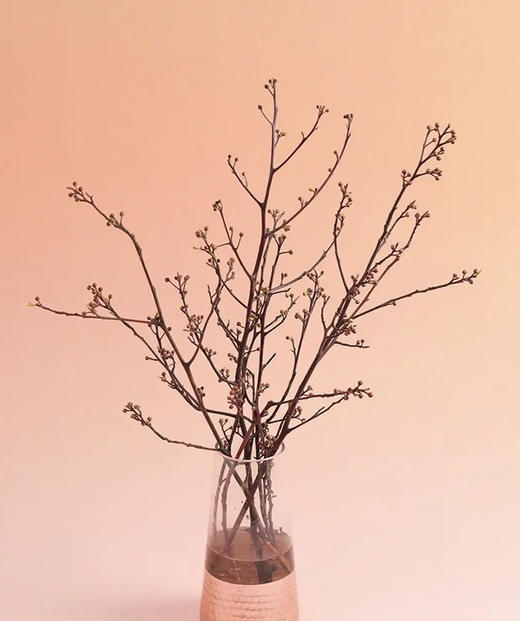 【报答/感恩】灯台  2-3枝/扎 商品图5