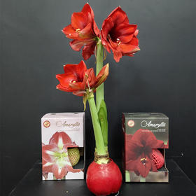 荷兰进口蜡球朱顶红1个