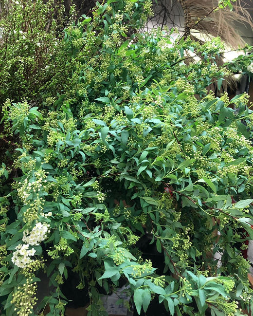 国产花材-【小手球花】 商品图4