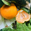 春见耙耙柑 果粒晶莹剔透 粒粒爆珠 细腻爆汁【快递停发，1月30日后开始发货】 商品缩略图3