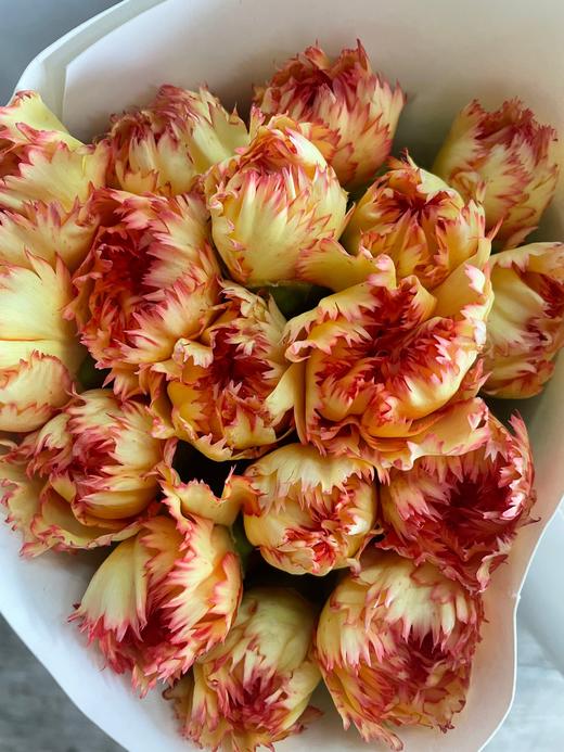 【国产康乃馨】-狂欢 18-20枝/扎 商品图4