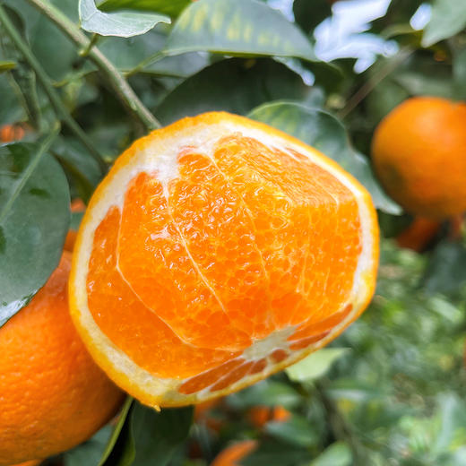 『广西武鸣沃柑』甘冽多汁，皮薄易剥，细嫩化渣 商品图4