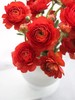 【周四秒杀】红色洋牡丹一把49.8元 商品缩略图1