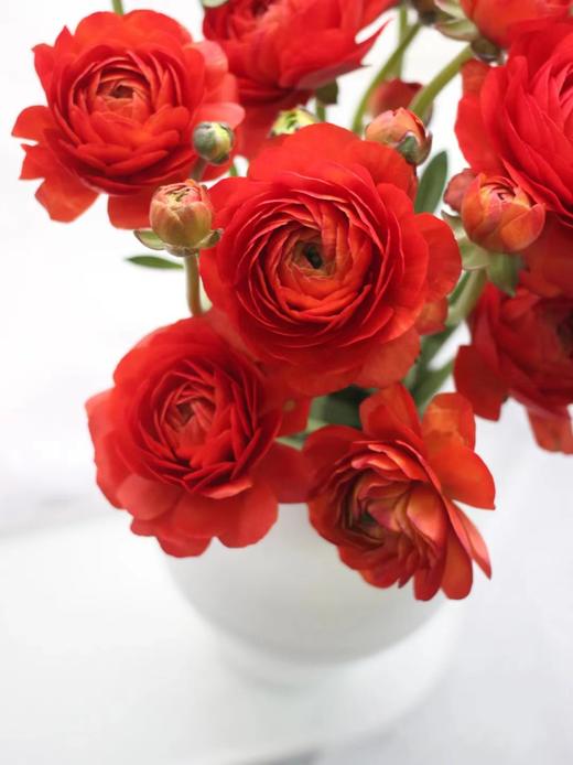 【周四秒杀】红色洋牡丹一把49.8元 商品图1