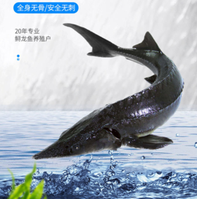 泉水生态养殖 鲟龙鱼 人工现捞鲜活包邮到家