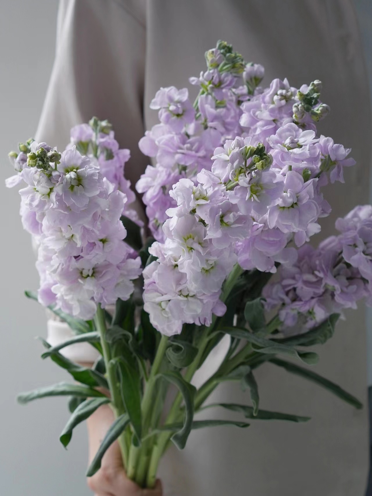 【周四秒杀】紫色紫罗兰8枝39.8元