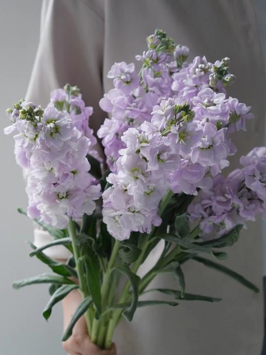 【周四秒杀】紫色紫罗兰8枝39.8元 商品图0